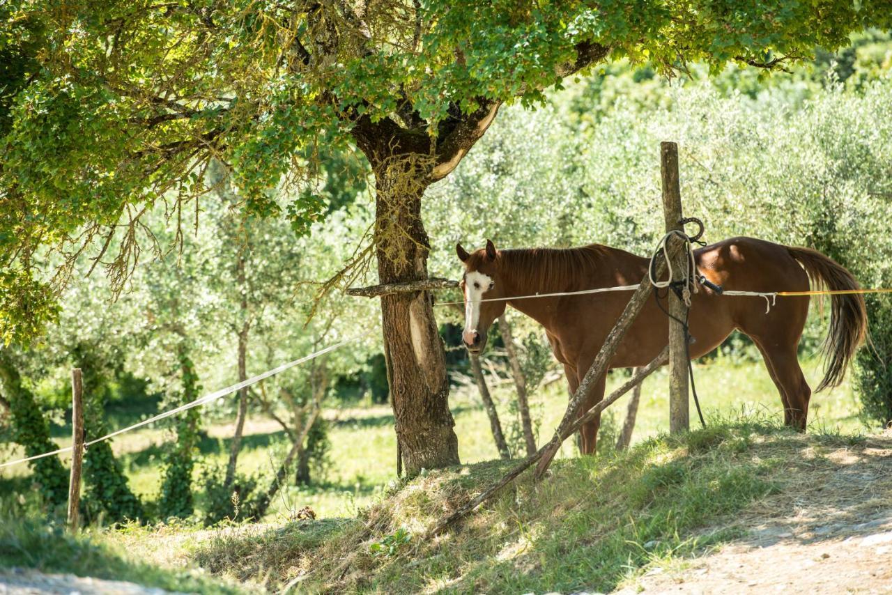 Agriturismo Fattoria Lavacchio Pontassieve Luaran gambar